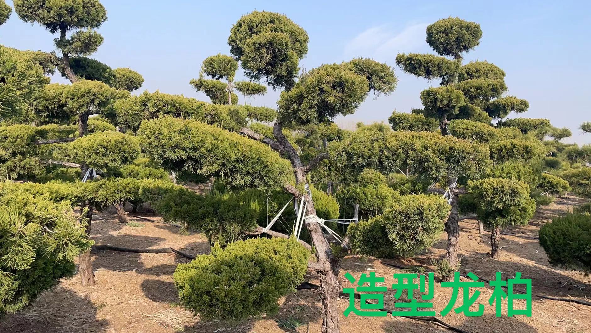 造型龍柏樹基地、蘇州造型龍柏報價
