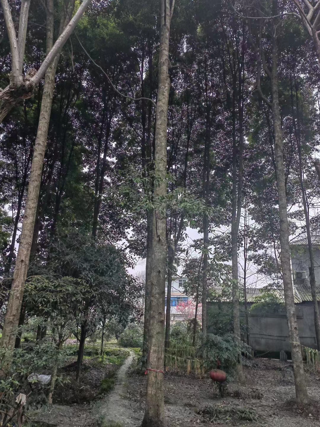 【推薦】成都30公分金絲楠木 成都30公分金絲楠木批發(fā) 成都30公分金供貨商【成都金絲楠木基地】