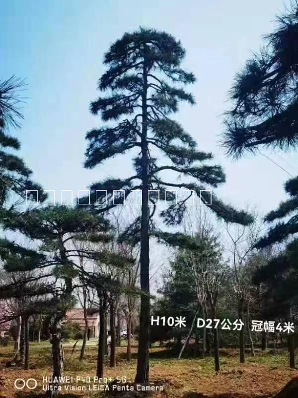 造型羅漢松基地、報價