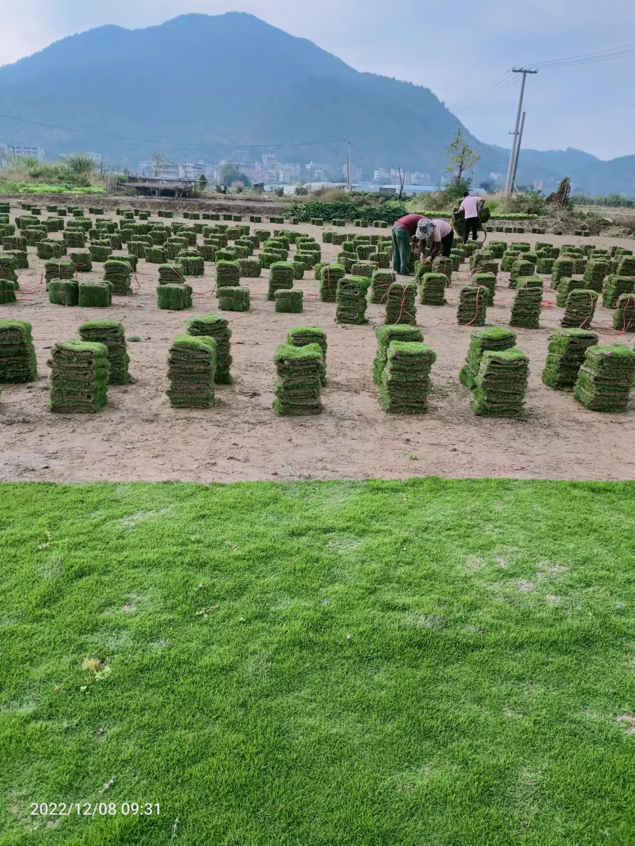 矮生百慕大草坪 狗牙根草 綠化種植基地 草皮種植基地