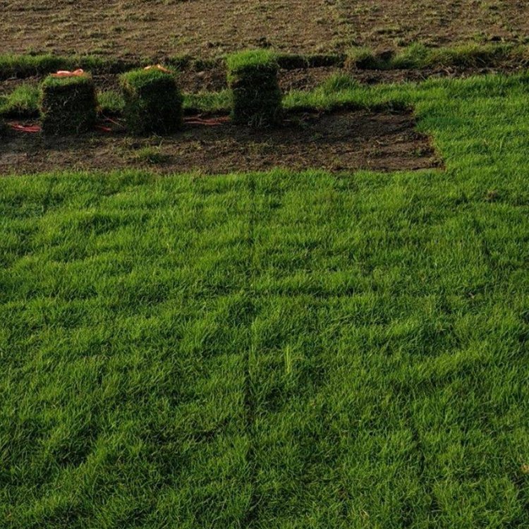 蘭引三號(hào)草皮卷 結(jié)縷草 虎皮草 足球場(chǎng)綠化用草批發(fā)價(jià)格