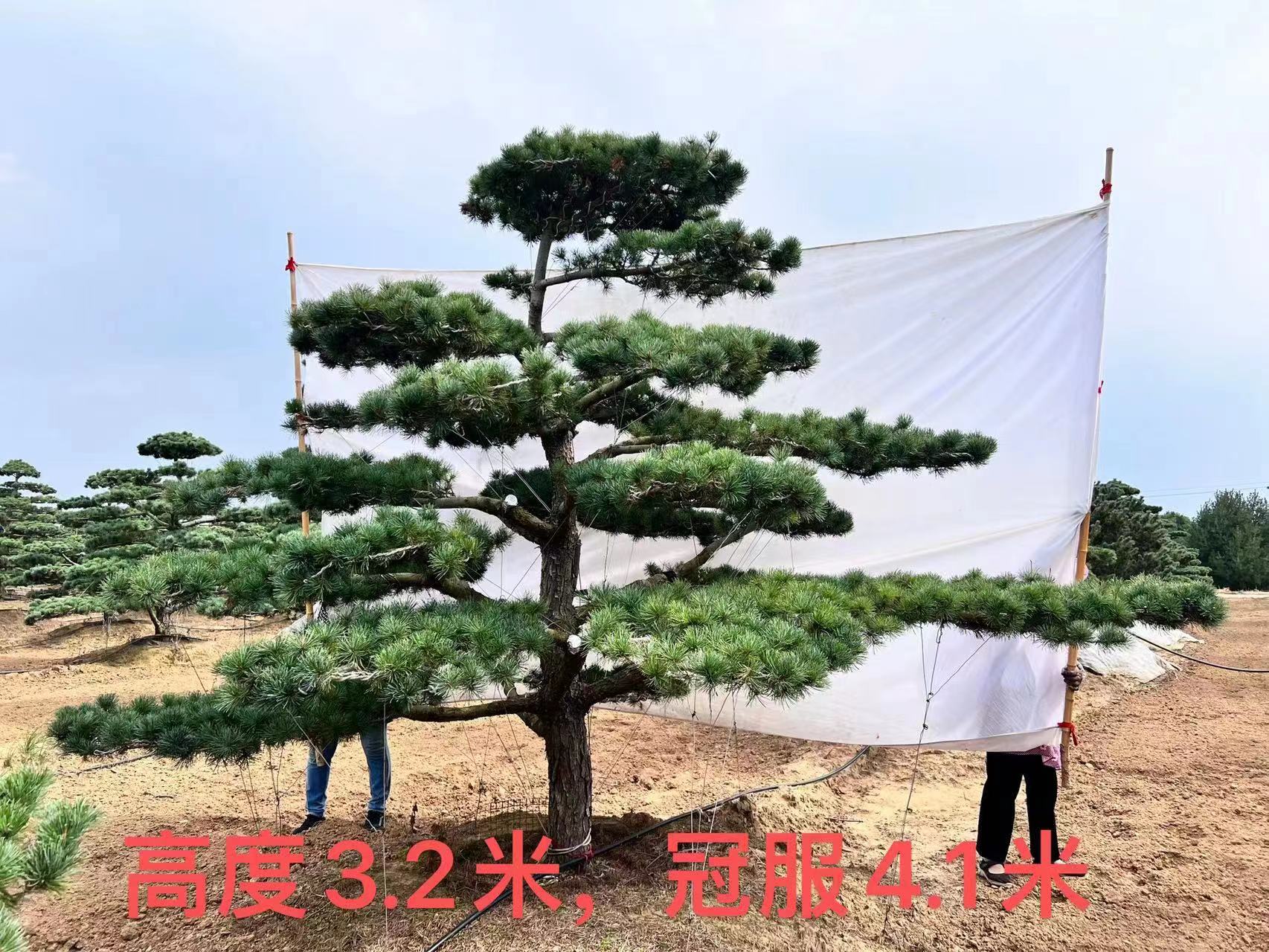 山東造型五針?biāo)煞N植基地苗圃，哪里有，價(jià)格，批發(fā)， 五針?biāo)?工程苗木 景區(qū)園林綠化造景配植，