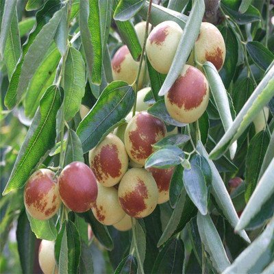 根系發(fā)達 適應性強 當年掛果 蟠棗 脆甜3公分以上臺灣青栆苗