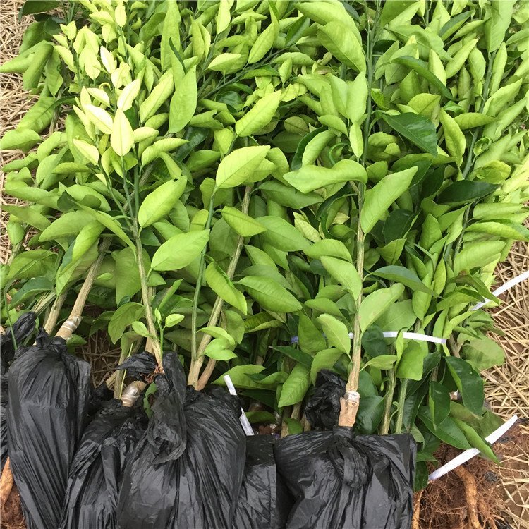 園林綠化果園 蘆柑苗砂糖橘 口感甜美 苗木種植基地