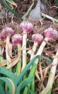 出租冷庫代收代存金鄉(xiāng)大蒜 大蒜蒜薹