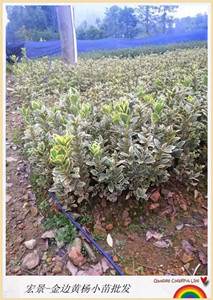 黃楊杯苗-給價就賣的金邊黃楊杯苗-湖南金邊黃楊小毛球來宏景