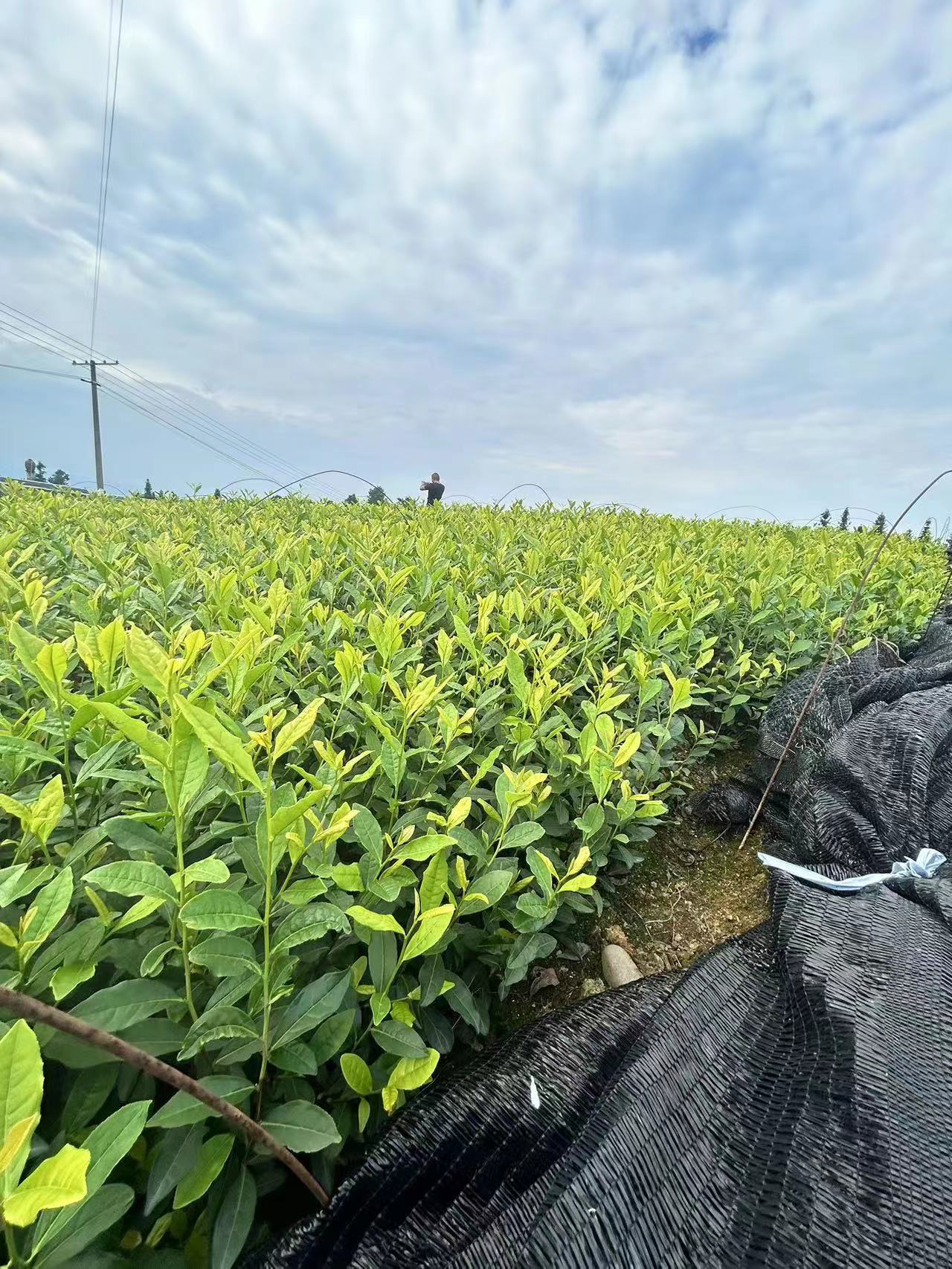 湖北黃金芽茶苗報價_多少錢一株_哪里有賣_出售_電話【雅安市名山區(qū)超眾苗木種植農(nóng)民合作社】
