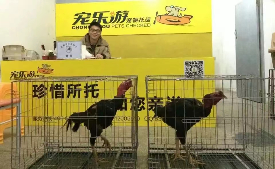 貴陽寄寵物寵物托運哪家好-哪里有-價格-電話18212005610 貴陽寄寵物寵物托運電話