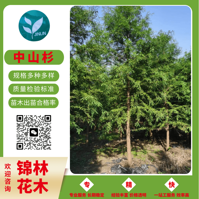 江蘇中山杉基地直發(fā)，中山杉*-8公分9公分中山杉