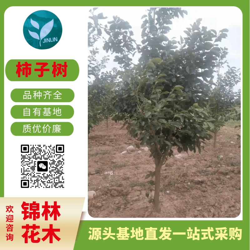 大豐柿子樹批發(fā)、8-20公分柿子樹，柿子樹苗圃現(xiàn)貨
