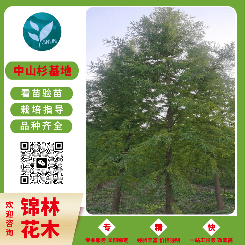 長期供應(yīng)大小各種規(guī)格中山杉樹苗【鹽城市大豐區(qū)南陽鎮(zhèn)錦林花木專業(yè)合作社】