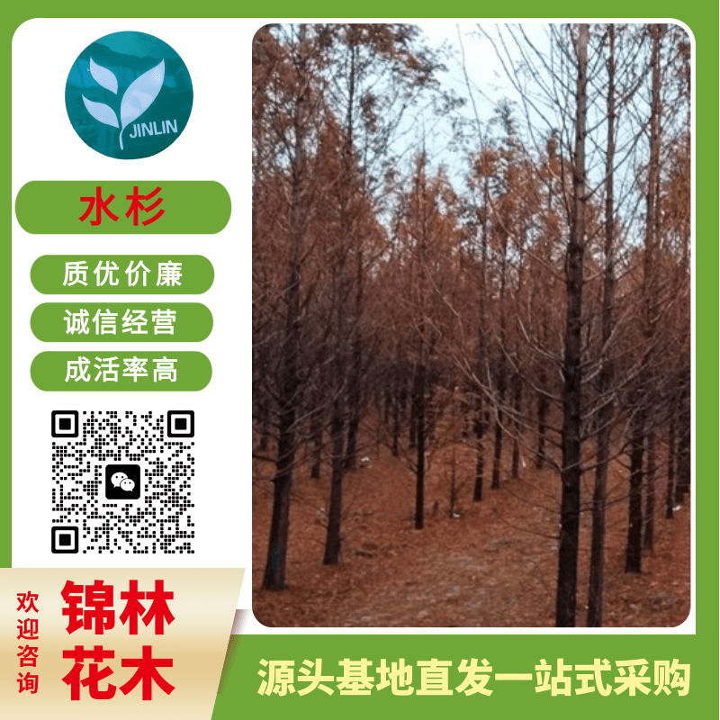 河南水杉基地出售_批發(fā)價(jià)格_一棵多少錢(qián)_電話【鹽城市大豐區(qū)南陽(yáng)鎮(zhèn)錦林花木合作社】