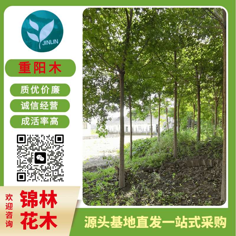 浙江30公分重陽(yáng)木報(bào)價(jià)_批發(fā)_種植園_銷售熱線【鹽城市大豐區(qū)南陽(yáng)鎮(zhèn)錦林花木合作社】