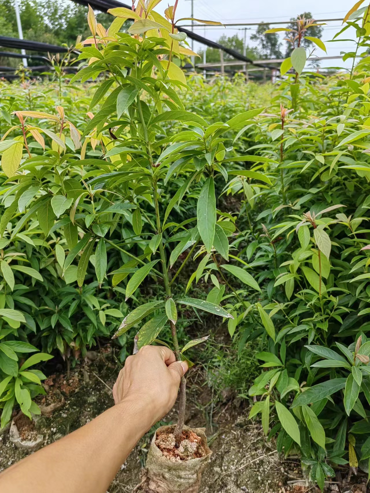 楠木苗種植基地、楠木樹苗種植、楠木苗多少錢