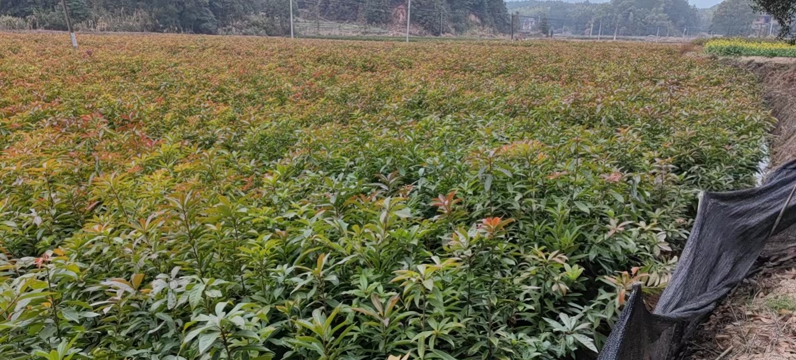 湖南木荷苗基地、價(jià)格、種植基地、多少錢【攸縣丫江橋鎮(zhèn)新飛苗木經(jīng)營部】