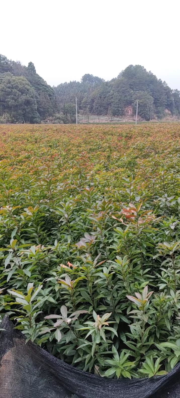 木荷苗基地批發(fā)、價(jià)格、種植基地、多少錢攸縣丫江橋鎮(zhèn)新飛苗木經(jīng)營(yíng)部】