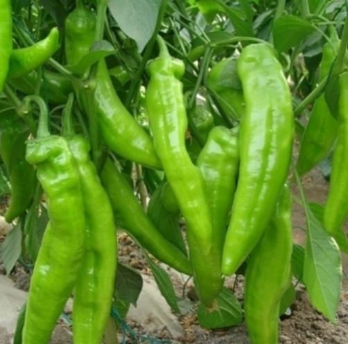 生鮮蔬菜配送工廠企業(yè)事業(yè)單位學(xué)校*職工食堂