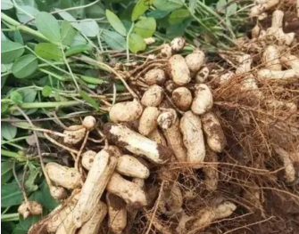 怎樣進口花生 你不知道的花生進口報關(guān)清關(guān)小知識