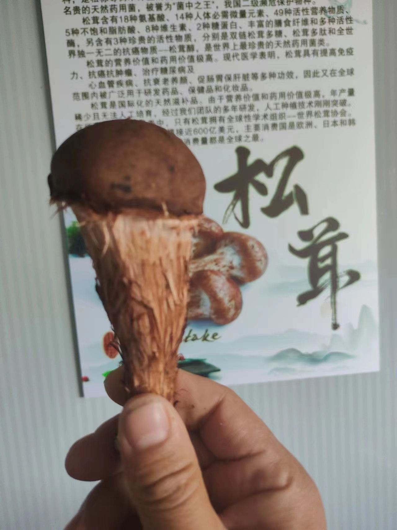 河南松茸食用菌廠家-價(jià)格-供應(yīng)商-哪家好-電話15303899988