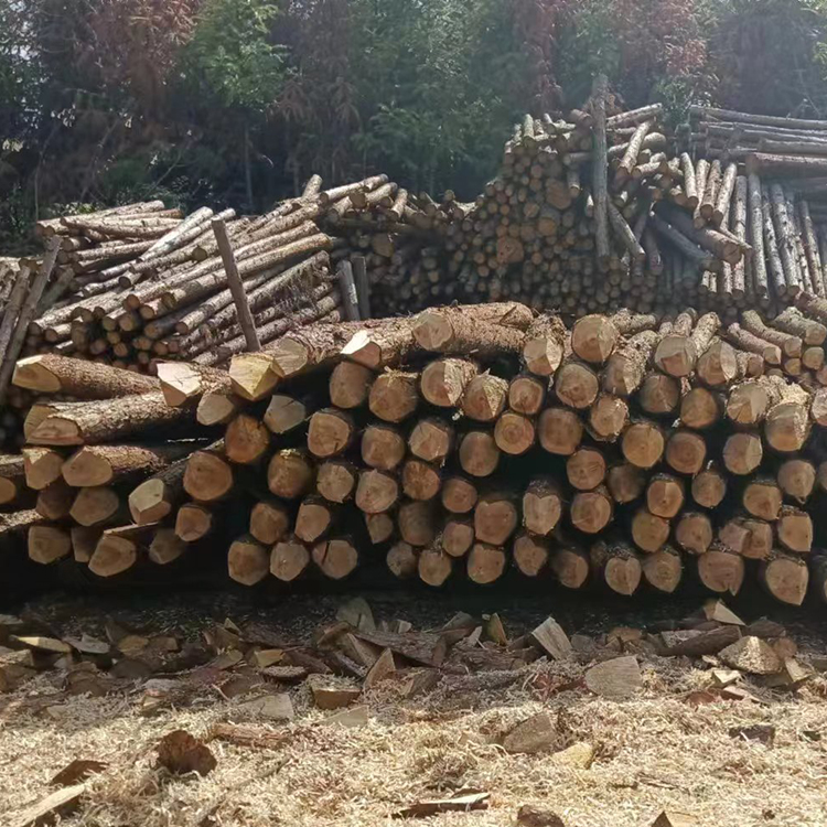 松木桩 防洪抗汛木桩 3米小头松木桩 2米松木杆