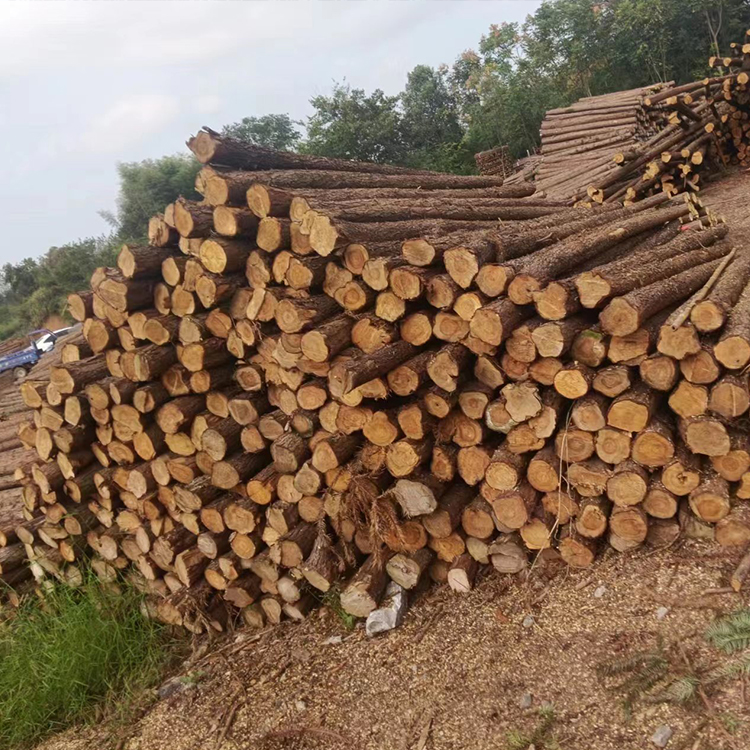 杉木樁批發(fā) 杉木樁 河道打樁杉木樁  杉木樁廠家