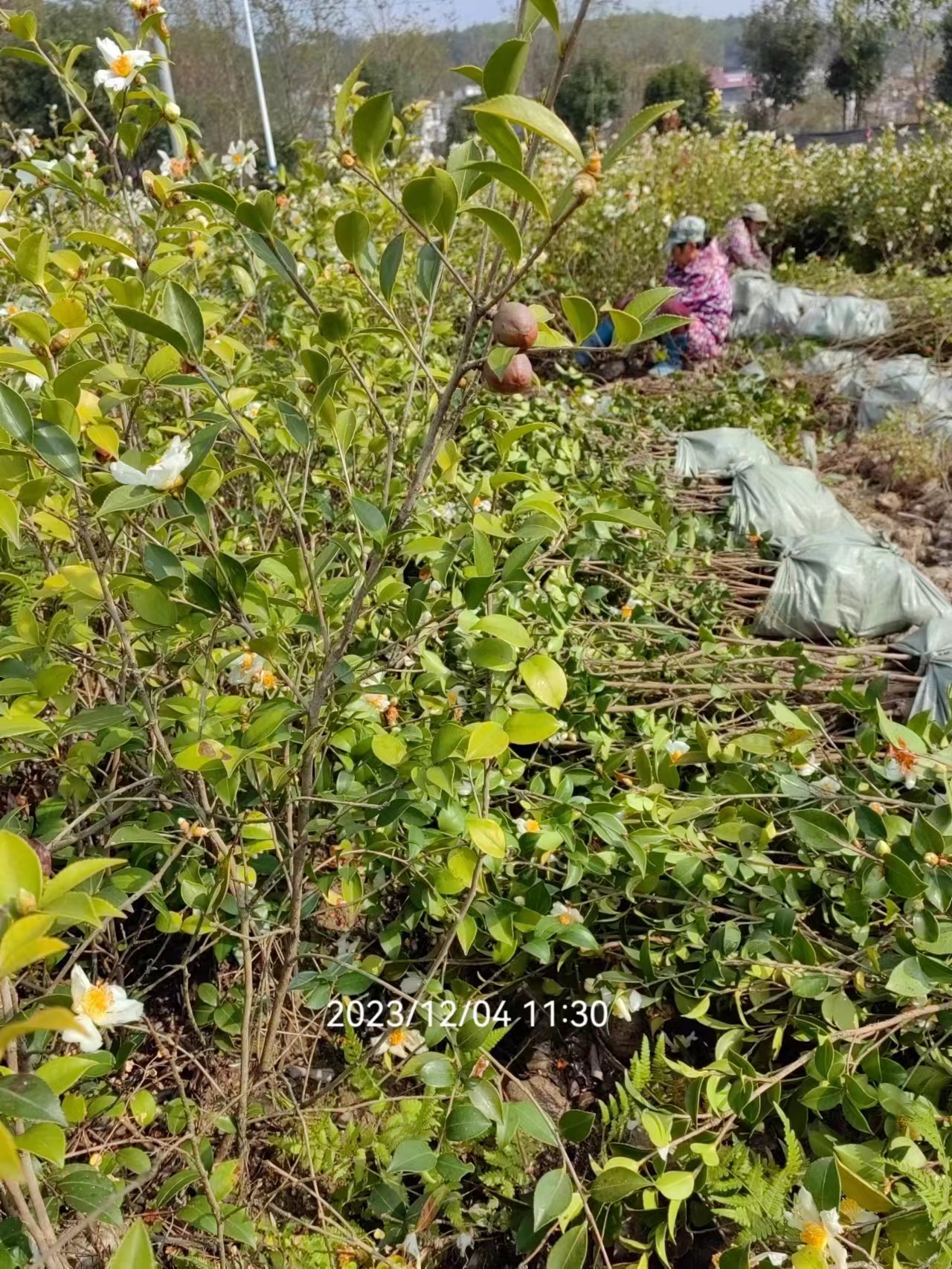 三華系列油茶小杯苗基地、種植基地、價格、批發(fā)【攸縣丫江橋鎮(zhèn)新飛苗木經(jīng)營部】