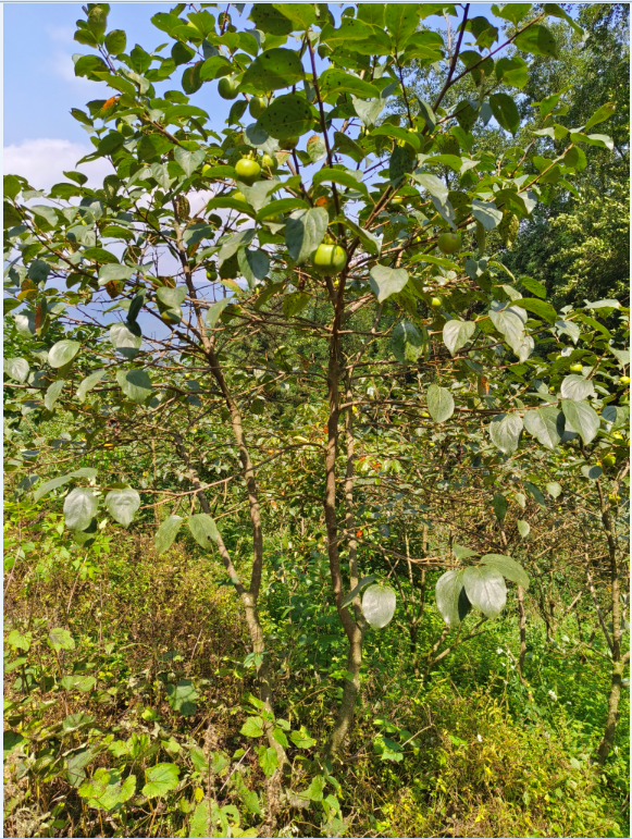 柿子樹 大量供貨 園林植物 發(fā)貨快 批量 脆甜柿