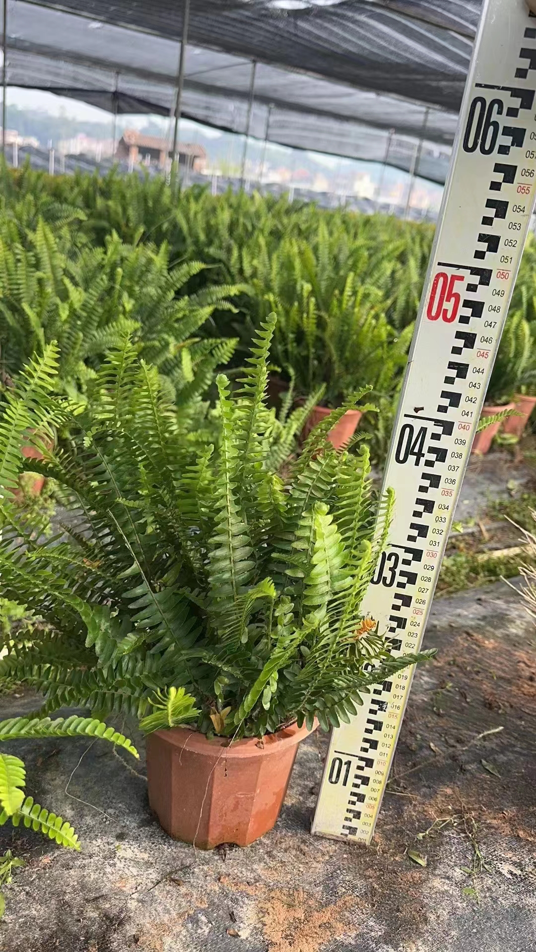 腎蕨/排骨草/地被植物/水生植物/園林綠化設(shè)計(jì)施工/綠化苗木種植施工/綠化養(yǎng)護(hù)公司