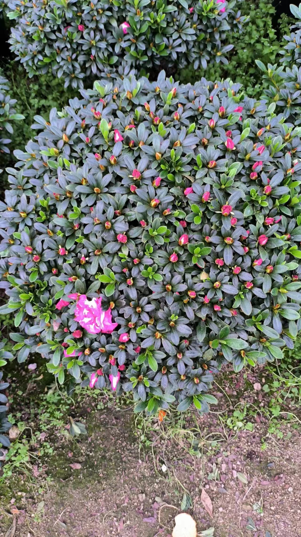 福建 大量批發(fā)*花苗廠商 盤裝*苗價(jià)格