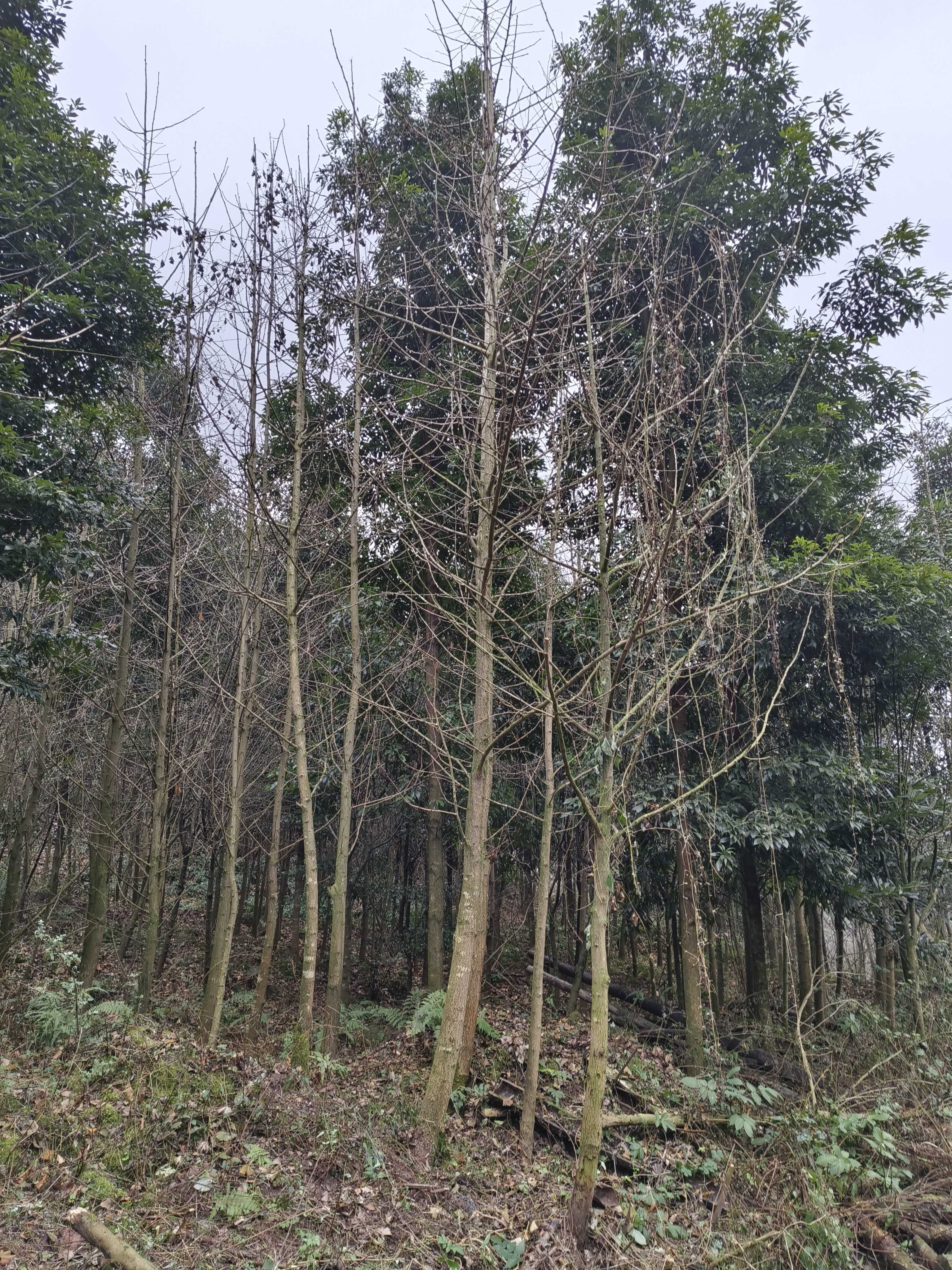 銀杏樹 10/12公分銀杏 銀杏樹苗 銀杏苗木基地 4－12公分 銀杏苗批發(fā)