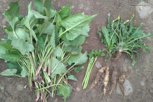 幫國(guó)農(nóng)黃精種植能開(kāi)創(chuàng)打造您心愛(ài)的事業(yè)