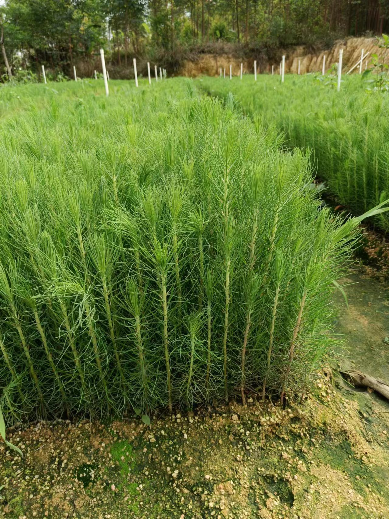 濕地松樹(shù)油松苗 基地 批發(fā) 濕地松樹(shù)油松苗