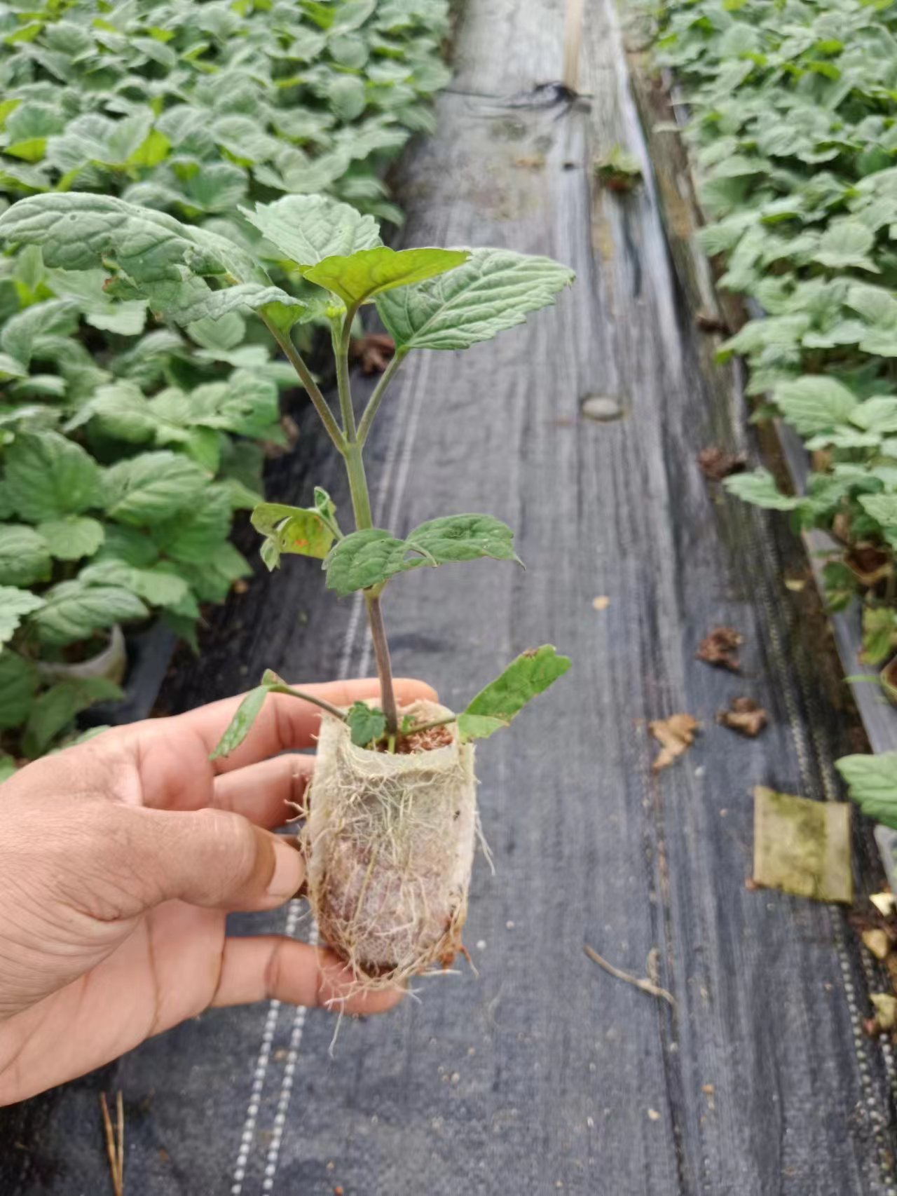 廣霍香苗基地 批發(fā) 崗梅苗 牛大力種苗 廣霍香苗