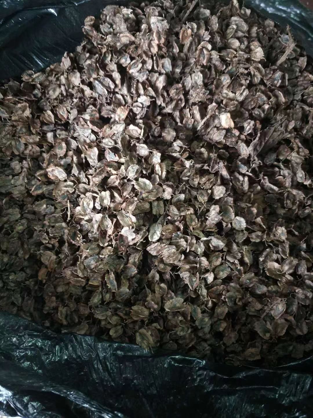 馬蹄大黃種子恩施馬蹄大黃種子大黃種
