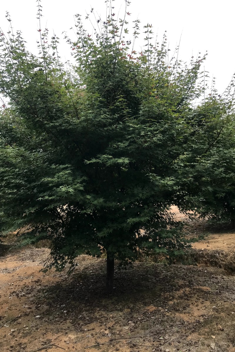 江西D10-14公分雞爪槭供應(yīng)-批發(fā)-種植-多少錢【江西綠茵園林工程有限公司】