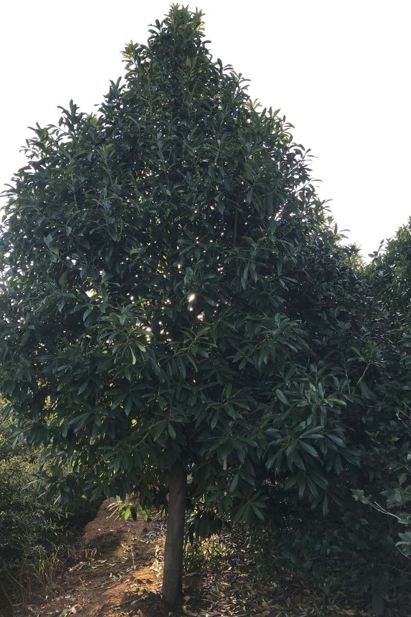 陜西 棱角山礬12-15公分生產(chǎn)基地-批發(fā)-訂購-聯(lián)系熱線