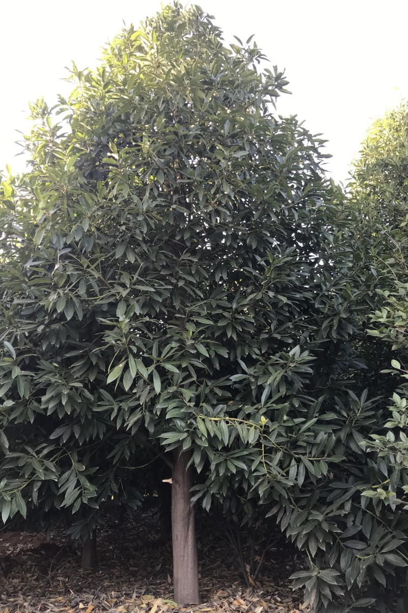 陜西 棱角山礬12-15公分生產(chǎn)基地-批發(fā)-訂購-聯(lián)系熱線