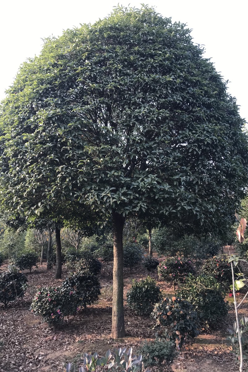 江西D18-20公分高桿桂花批發(fā)-生產(chǎn)-基地-哪里有【江西綠茵園林工程有限公司】