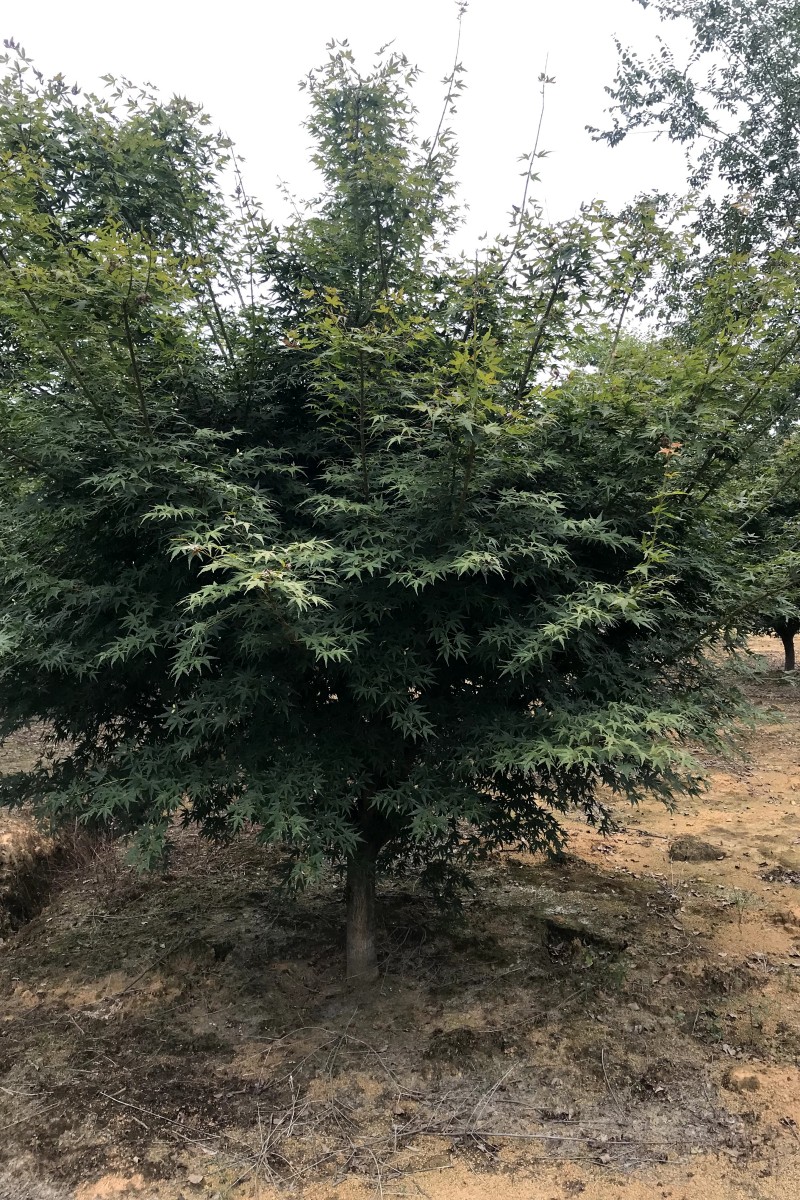 江西D10-14公分雞爪槭供應(yīng)-批發(fā)-種植-多少錢【江西綠茵園林工程有限公司】