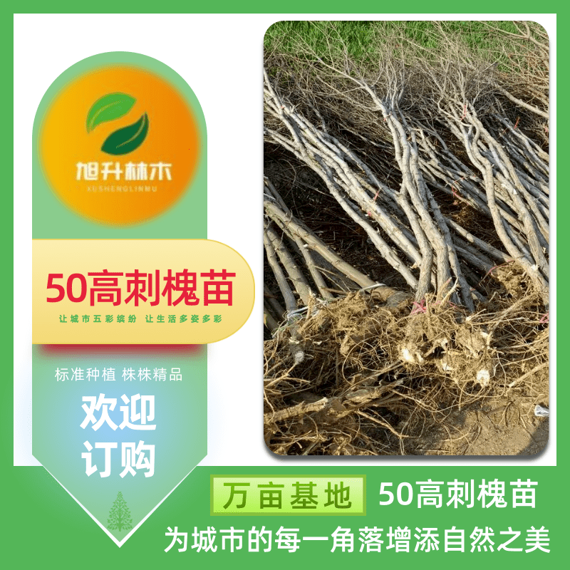 河南50公分高1年刺槐苗 固沙保土樹種 刺槐苗 1.5公分1-2年生刺【民權(quán)旭升林木種植有限公司】
