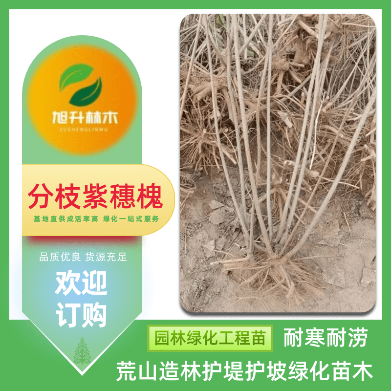 河南分枝紫穗槐基地批發(fā)、報(bào)價(jià)、價(jià)格、叢生落葉灌木樹苗