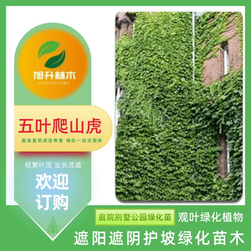 河南五葉爬山虎苗基地、批發(fā)價、哪里有五葉地錦爬山虎基地【民權(quán)旭升林木種植有限公司】