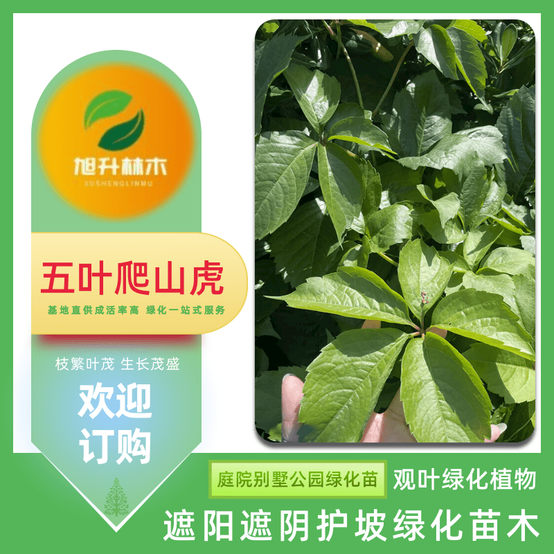 河南五葉爬山虎苗基地、批發(fā)價、哪里有五葉地錦爬山虎基地【民權(quán)旭升林木種植有限公司】