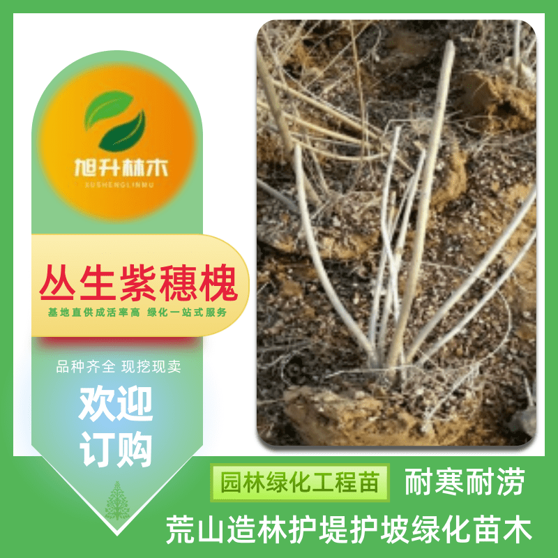 新疆紫穗槐叢生苗批發(fā)、報價【民權旭升林木種植有限公司】