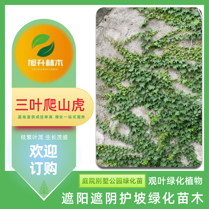 爬山虎樹(shù)苗基地、爬山虎基地批發(fā) 攀爬綠化小苗【民權(quán)旭升林木種植有限公司】