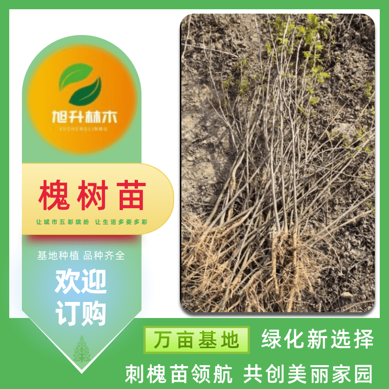 河南槐樹苗批發(fā)價(jià)、供貨商、基地供【民權(quán)旭升林木種植有限公司】