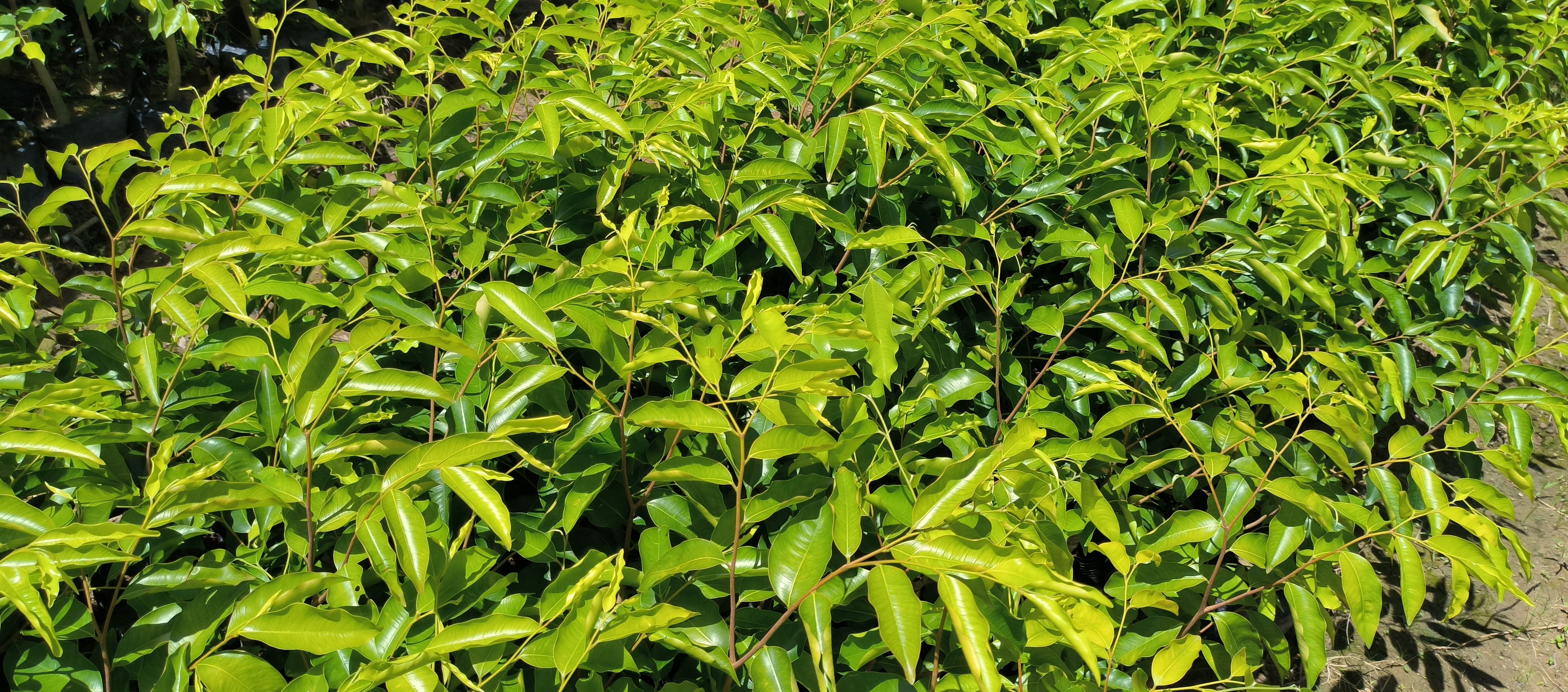 茂名棋楠沉香紫琪品種批發(fā)價(jià)格 棋楠沉香紫琪品種種植基地