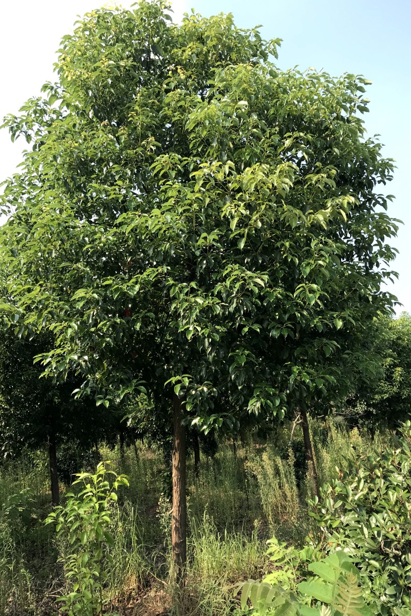 江西香樟種植-苗木-批發(fā)-單價-10-15公分香樟哪里有賣