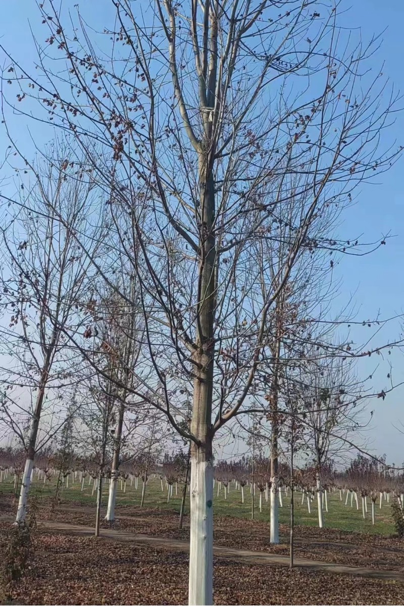 湖南美國紅楓種植基地-出售-直銷批發(fā)-多少錢-電話