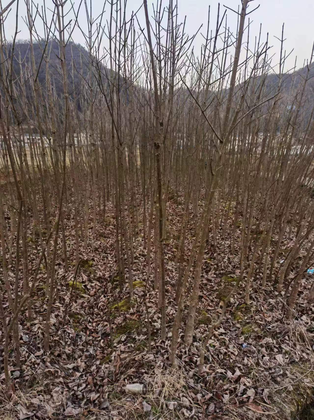 四川七葉樹(shù)種植基地現(xiàn)貨供應(yīng)-四川道路綠化七葉樹(shù)批發(fā)價(jià)格